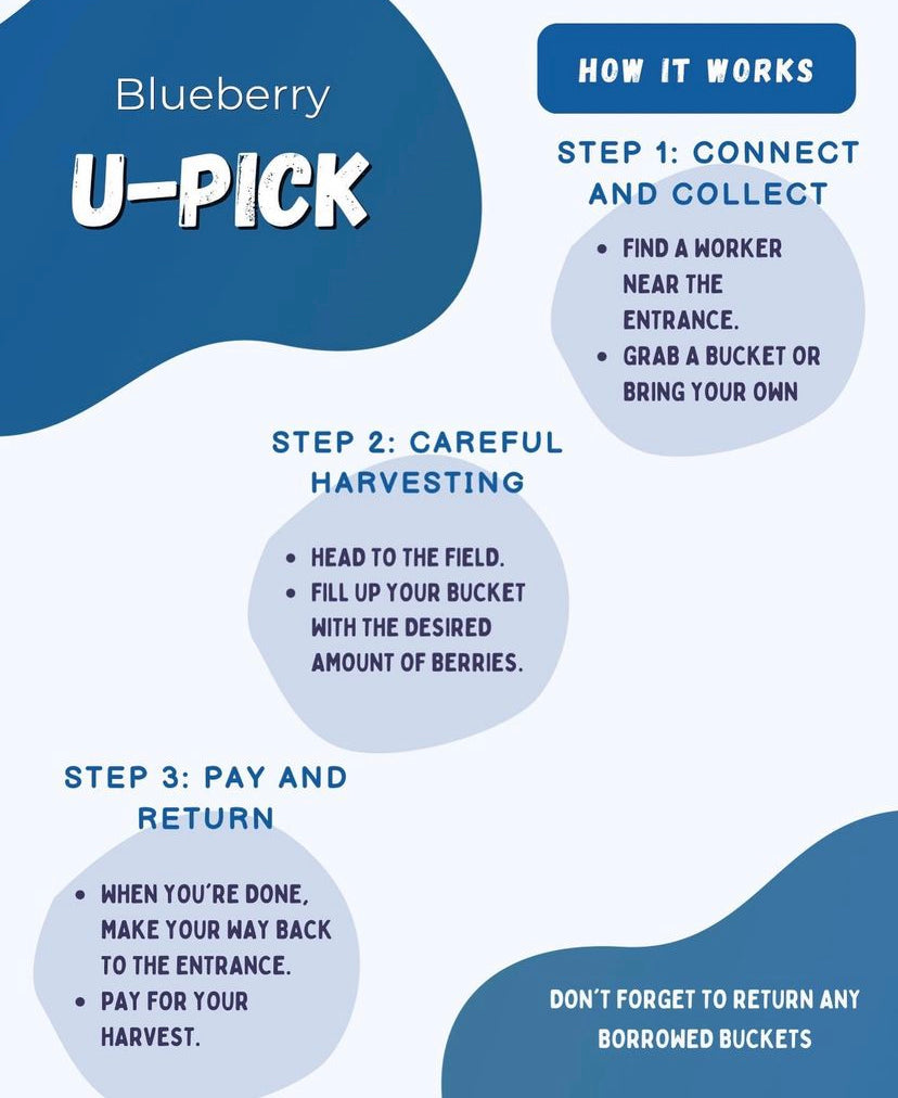 U-PICK Blueberry