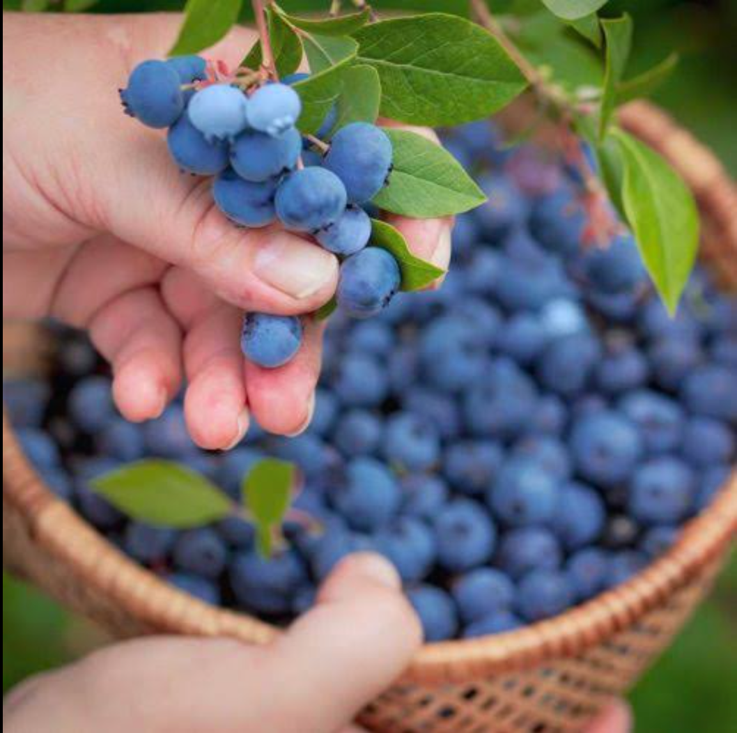 U-PICK Blueberry