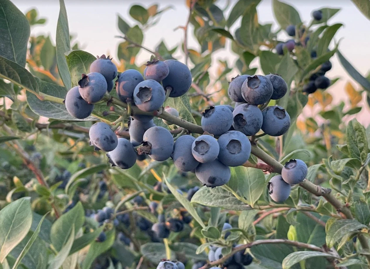 10LB Box Fresh Blueberry