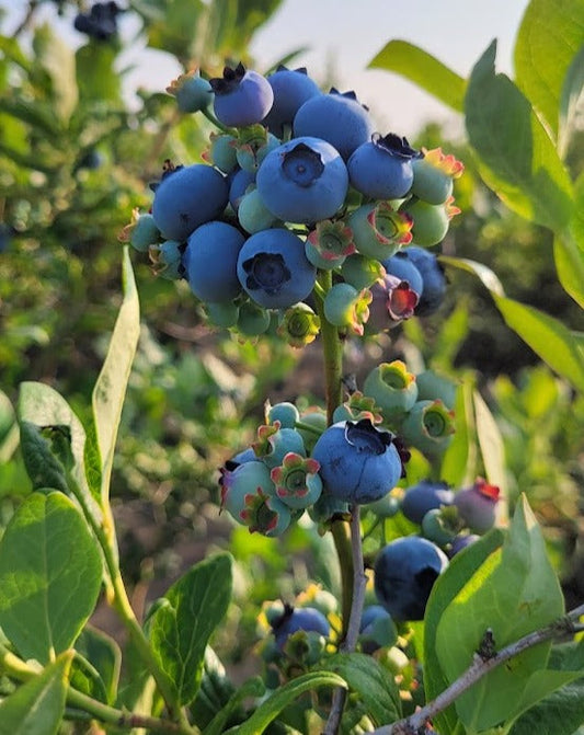5LB Box Fresh Blueberry
