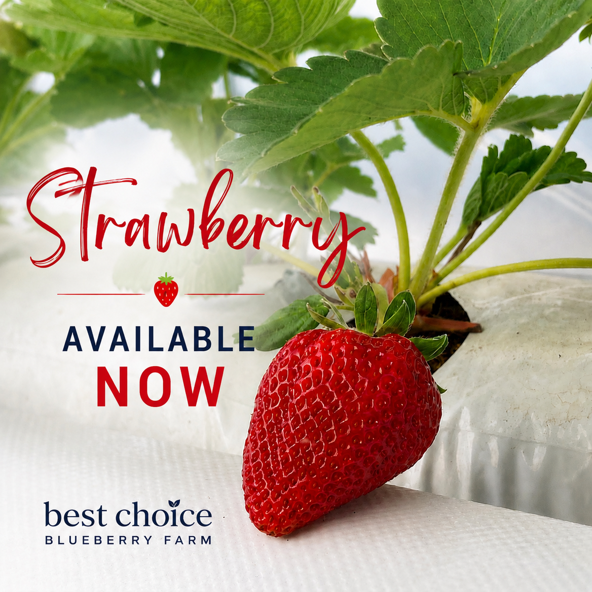 STRAWBERRY U-PICK & PRE-PICKED AVAILABLE NOW