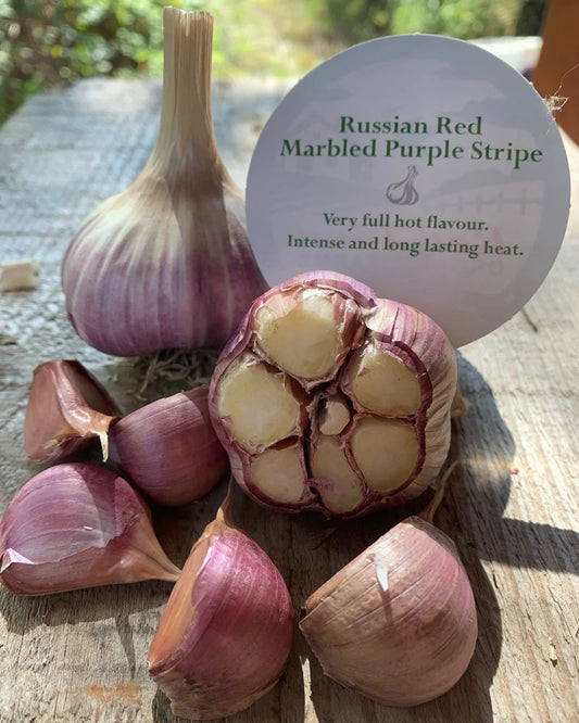 Organic Red Russian Garlic