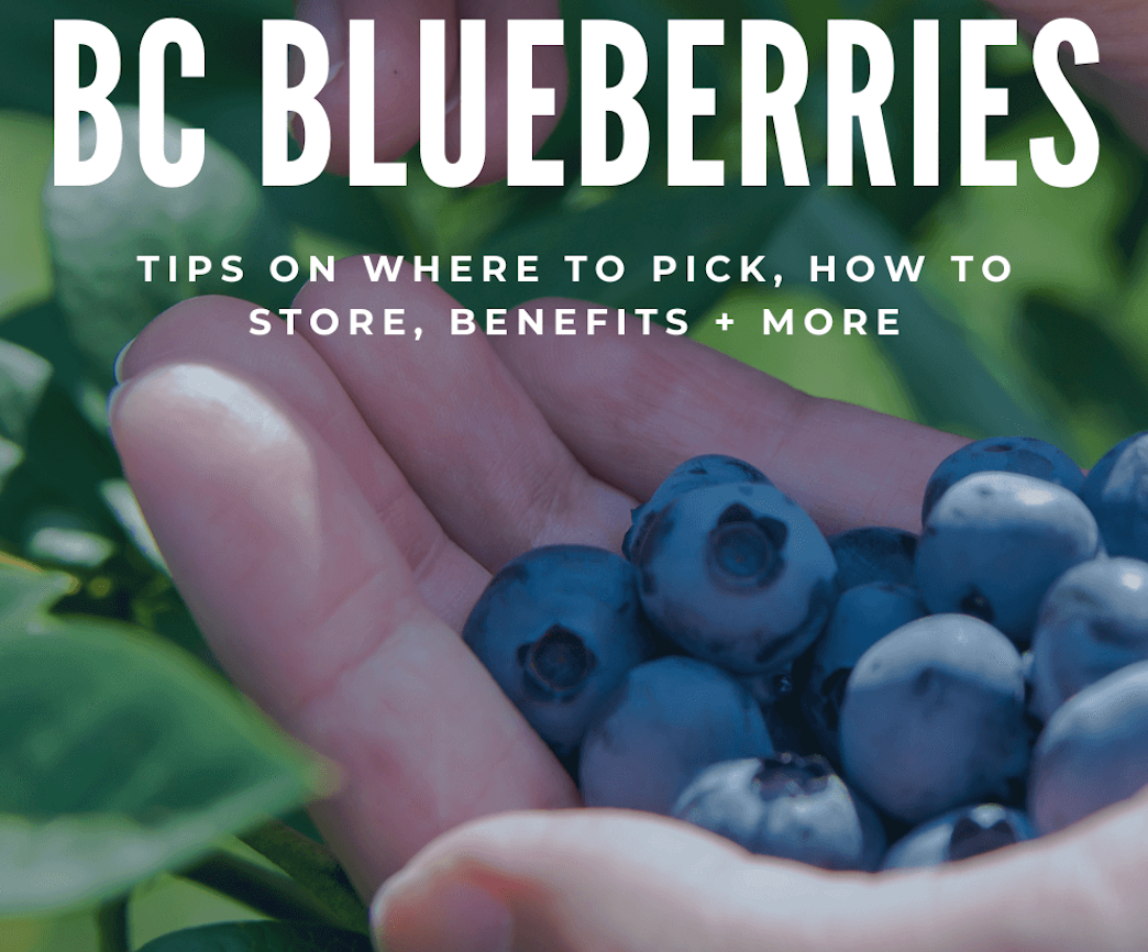 Best Choice Blueberry Farm - BC Blueberries: Tips on where to pick, how to store, benefits, + more